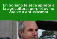 En Soriano la seca aprieta a la agricultura, pero el ovino vuelve a entusiasmar