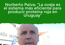 Norberto Paiva: “La oveja es el sistema más eficiente para producir proteína roja en Uruguay”