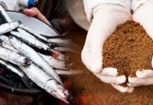 Harina de pescado: definición, compra en el marketplace Globy, almacenamiento y transporte Harina de Pescado / Fish Meal