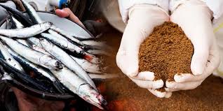 Harina de pescado: definición, compra en el marketplace Globy, almacenamiento y transporte Harina de Pescado / Fish Meal