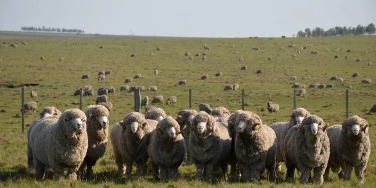 Ovino en el campo, SUL