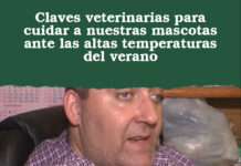 Claves veterinarias para cuidar a nuestras mascotas ante las altas temperaturas del verano