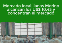 Mercado local: lanas Merino alcanzan los US$ 10,45 y concentran el mercado