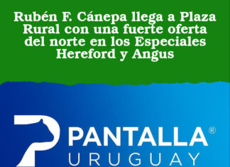 Rubén F. Cánepa llega a Plaza Rural con una fuerte oferta del norte en los Especiales Hereford y Angus