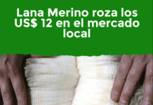 Lana Merino roza los US$ 12 en el mercado local