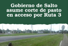 Gobierno de Salto asume corte de pasto en acceso por Ruta 3