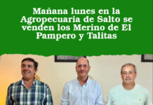 Mañana lunes en la Agropecuaria de Salto se venden los Merino de El Pampero y Talitas