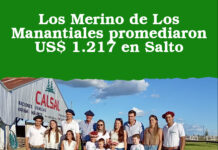 Los Merino de Los Manantiales promediaron US$ 1.217 en Salto