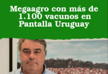 Megaagro con más de 1.100 vacunos en Pantalla Uruguay