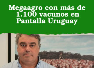 Megaagro con más de 1.100 vacunos en Pantalla Uruguay