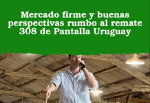 Mercado firme y buenas perspectivas rumbo al remate 308 de Pantalla Uruguay