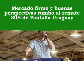 Mercado firme y buenas perspectivas rumbo al remate 308 de Pantalla Uruguay