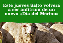 Este jueves Salto volverá a ser anfitrión de un nuevo «Día del Merino»
