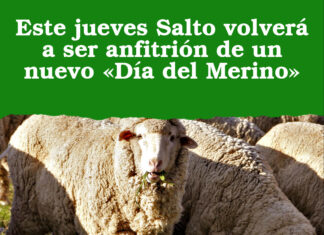 Este jueves Salto volverá a ser anfitrión de un nuevo «Día del Merino»