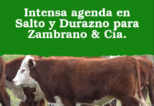 Intensa agenda en Salto y Durazno para Zambrano & Cía.