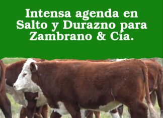 Intensa agenda en Salto y Durazno para Zambrano & Cía.