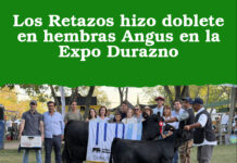 Los Retazos hizo doblete en hembras Angus en la Expo Durazno