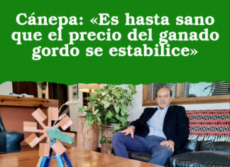 Cánepa: «Es hasta sano que el precio del ganado gordo se estabilice»