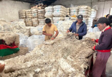 Sobresaliente: Paso del Sauce vendió su lana merino en 12 dólares