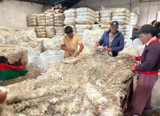 Sobresaliente: Paso del Sauce vendió su lana merino en 12 dólares