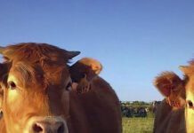 Faena permanece estable en 41 mil vacunos