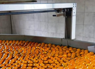 Salto y Entre Ríos impulsan proyecto binacional para fortalecer la cadena citrícola