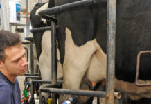 INC reduce rentas para productores lecheros del norte