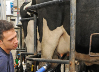 INC reduce rentas para productores lecheros del norte