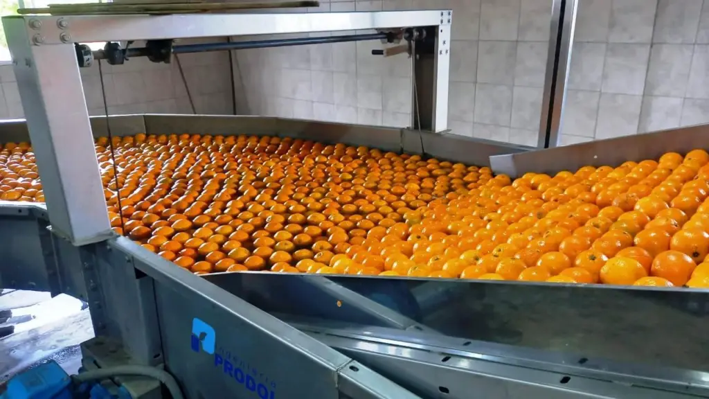 Naranja, Citrus, Citricultura