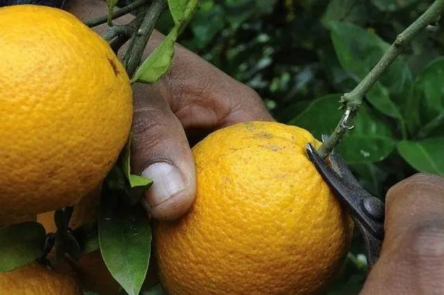 Naranja, Citrus, Citricultura