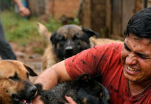 Ataque de perros en Andresito: niño cae y joven herido