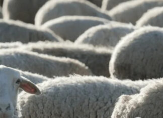 Demanda firme impulsa al IME antes del receso