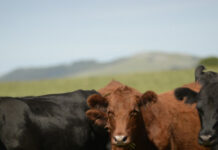 Mercado del gordo «en formación» según ACG