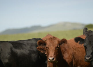 Mercado del gordo «en formación» según ACG