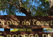 Salto, cuna del Tannat: comienza una semana para celebrar nuestra identidad y legado