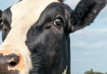 Zafra de terneros y mercado ganadero en un muy buen momento