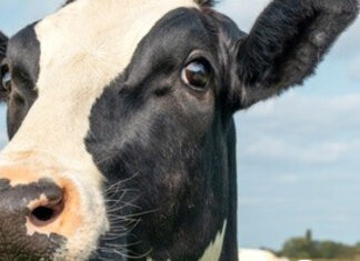 Zafra de terneros y mercado ganadero en un muy buen momento