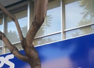 BPS… Hasta cuándo? Front cover of El Pueblo digital column with green banner, headline 'BPS... Hasta cuándo?' and author photo, tree branches in background.