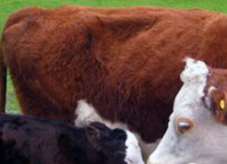 Resultados dispares pero con perspectiva positiva en los diagnósticos de gestación en el norte