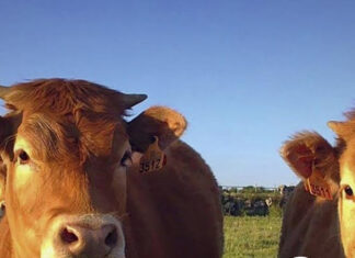 Alejandro Zambrano destaca la firmeza del mercado en la previa de Plaza Rural que ofrece más de 21 mil vacunos