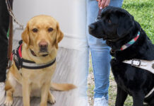 Perros guía: entre mitos, cuidado y autonomía