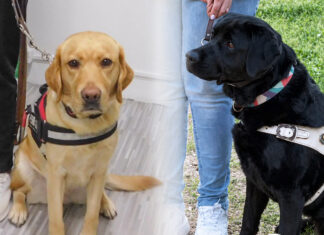 Perros guía: entre mitos, cuidado y autonomía