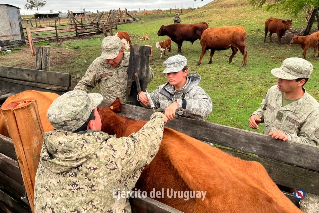 Personal del Ejercito realizando tareas de cuidado animal / Foto: Ejercito Nacional