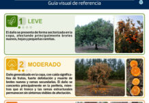 Heladas en cítricos: INIA presentó una guía para evaluar daños y proteger los montes