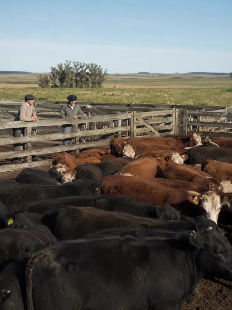 Indarte apuesta a calidad y cantidad en Plaza Rural