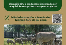 Importancia y Función de las Burras Protectoras de Majadas en Uruguay (SUL)