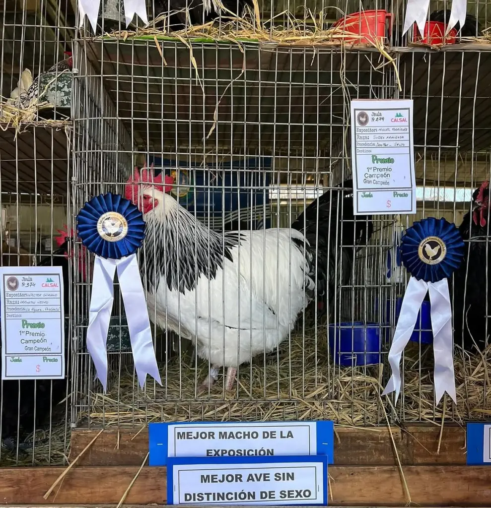 Salto recibirá la Exposición Nacional de Avicultura