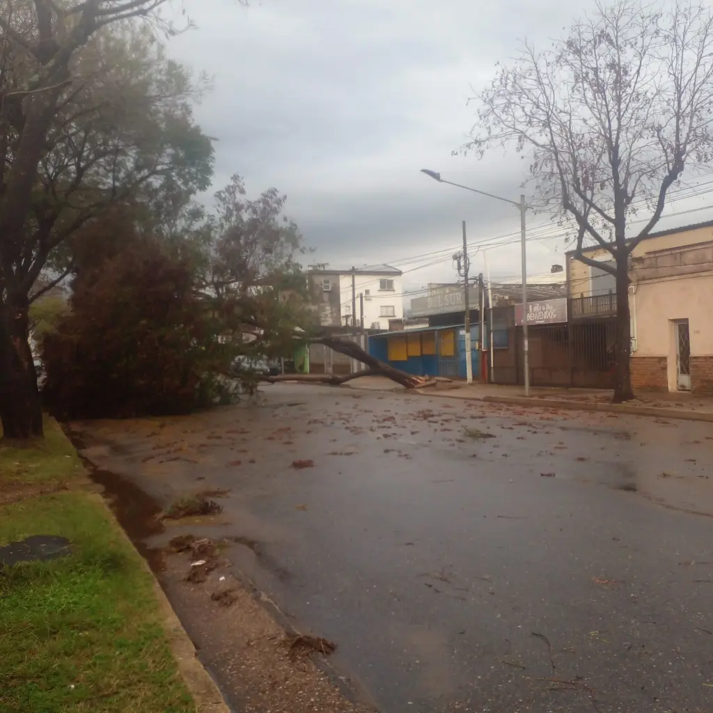 Árbol caído en Salto Nuevo sobre Av. Solari / Foto: Romina Buzzo(EL PUEBLO)